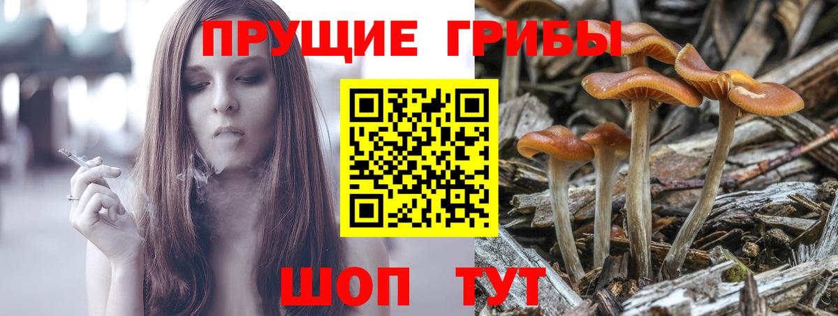 Вологда  Галлюциногенные грибы MAGIC MUSHROOMS  купить наркотики сайты  Вход с VPN 
